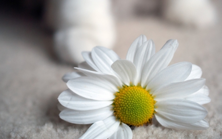 Daisy - white, paw, macro, yellow, cat, daisy, flower