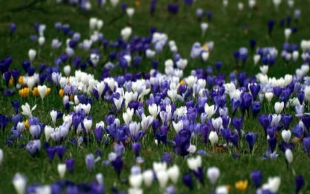 Crocus - fields, nature, crocus, flowers, field, flower