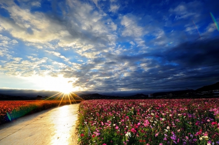 Flowers and sunset - fields, sky, sun, sunset, path, nature, clouds, red, flowers, sunrise