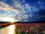 Flowers and sunset