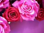 Beautiful Roses