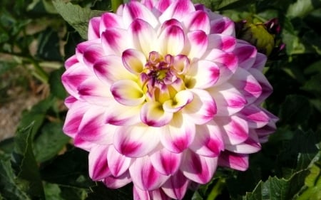 Dahlia - nature, dahlia, close-up, flowers, dahlias, flower