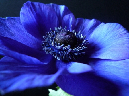 Blue Flower - background, blue, petals, flowers, black, flower