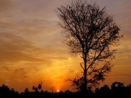 Sunset and Forest