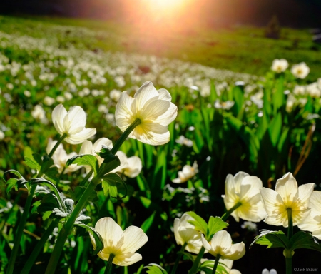 weehawken Flowers - fields, landscape, sunlight, mountain, hills, trees, photography, sun, sunset, plants, nature, forest, orange, flowers, sunrise