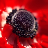 Red Flower