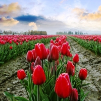 Fields of Tulips