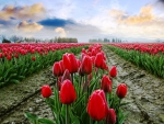 Fields of Tulips