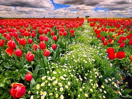 Flowers Fields - fields, sky, tulips, row, spring, nature, white, clouds, red, green, flowers, planet