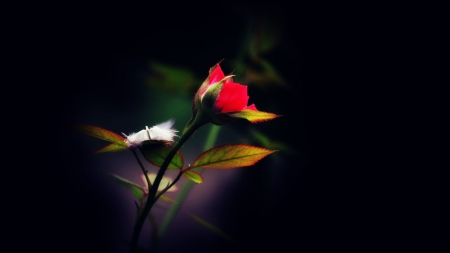 rose - nature, flowers, dark, rose