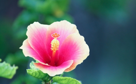 Hibiscus - nature, hibiscus, pimk, flower