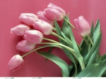 Blushing tulips