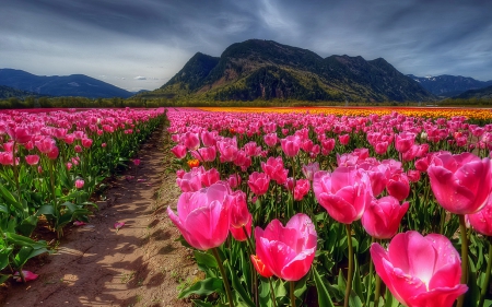 ★Big Pink Tulips★ - lovely flowers, attractions in dreams, fields, creative pre-made, photography, spring, pink, flowers, tulips, nature, Canada, places, landscapes, seasons, mountains, love four seasons