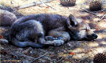 Down for the Count - resting, predator, wolf, artwork, pup