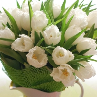 * White tulips *