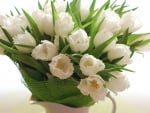 * White tulips *