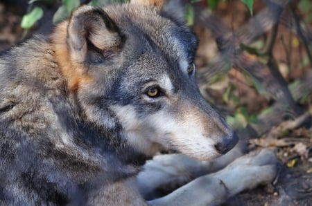 Grey Wolf - wolves, predator, wilderness, portrait, resting