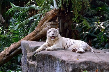 White Tiger - predator, trees, leaves, rock, resting