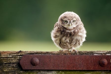 Bird - beautiful, animals, animal, photo, cute, bird