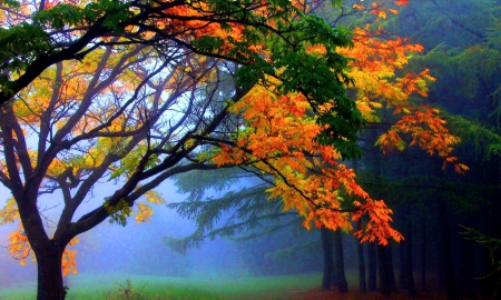 October mist - colors, autumn, trees, mist