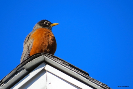 I Ate Too Much So I Will Sit - animal, bird, robin, roof, spring, nature