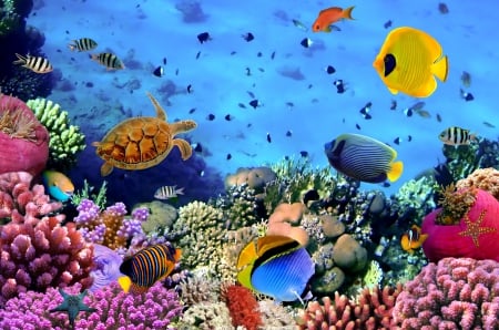 ♥Underwater♥ - coral, tropical, reef, underwater, fishes, sea, ocean