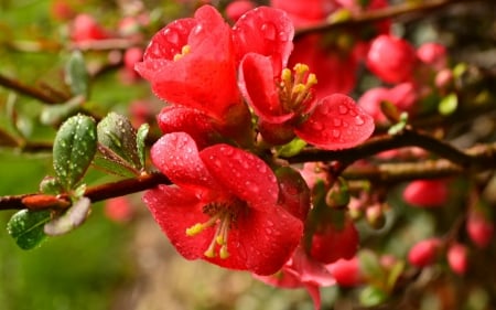 Spring - red, flower, dew, spring, bloom, water drops, wet, macro, branch, bud, green