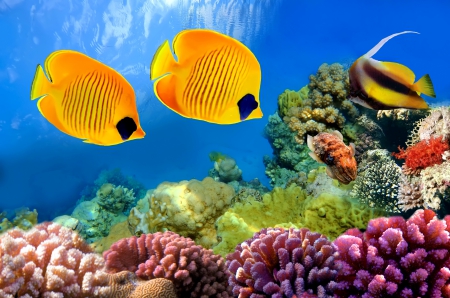 â™¥Underwaterâ™¥ - coral, ocean, fishes, reef, tropical, underwater