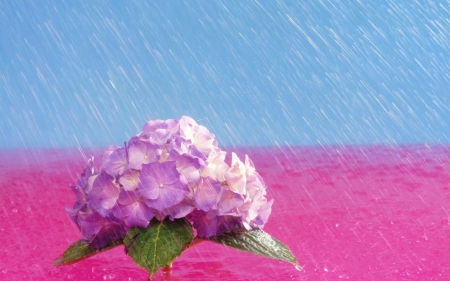 Hydrangea - summer, blue, water drops, rain, spring, flower, hydrangea, pink