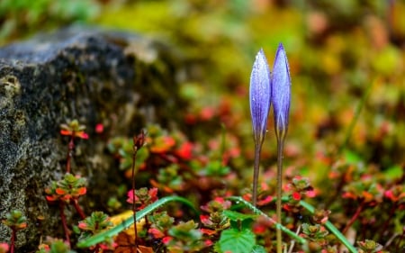 Crocus - crocus, red, blue, green, leaf, flower, spring