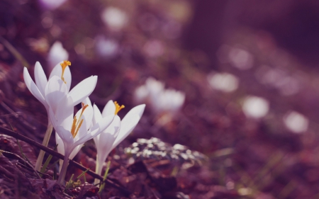 Crocus - white, crocus, pink, flower, spring