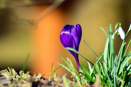 Together - flowers, white, snowdrop, purple, green, spring, grass, crocus