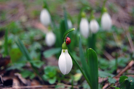 Up, up.... - gree, white, snowdrop, ladybug, spring, flower