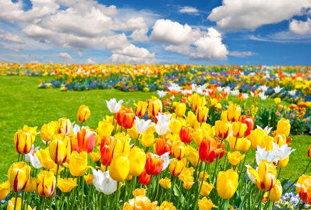 Spring - field, spring, flower, nature