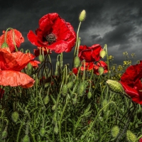 Red poppy field