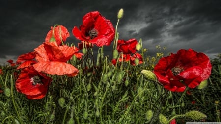 Red poppy field - field, poppy, red poppy, red