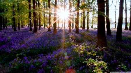 Forest lens flare - sun, sunset, purple, tree, grass, scene, rays, landscape, sunlight, light, wallpaper, hd, nature, forest, dawn, moring, flowers, sunrise