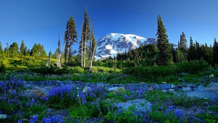 Mountain landscape - sky, mountain, autiful, landscape, summer, peak, lovely, nature, snowy, grass, wildflowers