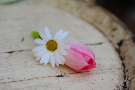 â™¥ - white, pink, photography, beautiful, tulip, daisy, lovely, flower