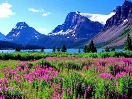 Bow lake - pretty, beautiful, landscape, slope, meadow, lovely, peaks, Alberta, wildflowers, shore, Rockies, Canada, lake, bow, sky