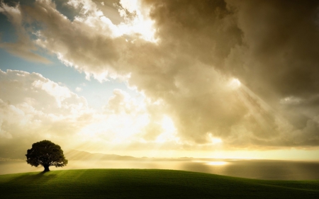 Lights of Heaven - clouds, nature, landscape, scener, light, tree, sky