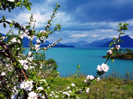 Spring lake - blooming, lake, freshness, fragrance, flowering, shore, spring, nature, blossoms, scent, tree, grass