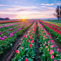 Beautiful Tulips