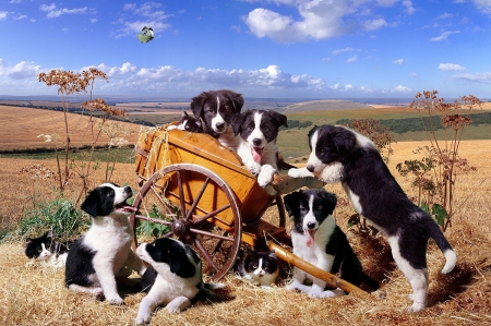 playing puppies and kittens - kittens, dogs, puppies, animals, playing