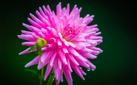 Dahlia - drops, flower, pink, flowers, pink dahlias, nature, water drops, pink dahlia, pink flowers, dahlia, pink flower