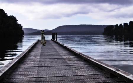 what lies beyond ? - nature, lake, pier, dog