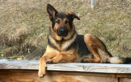 shepherd puppy - on, uneven, ears, outside