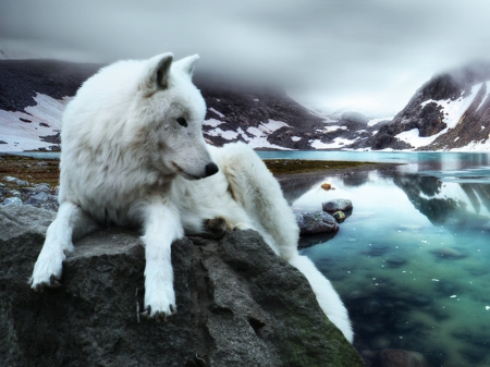 white wolf - alone, mountains, fog, water