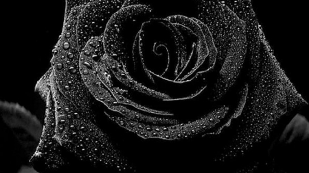 black rose - wet, flower, petals, close