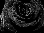 black rose